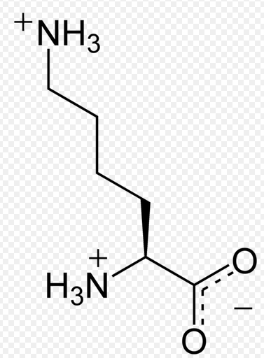 Lysine