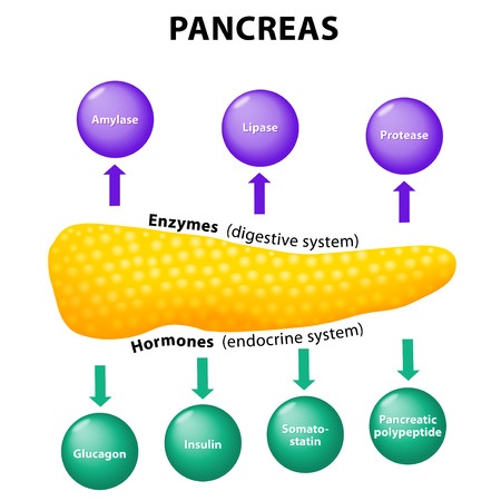 Pancreas And Digestive Enzymes